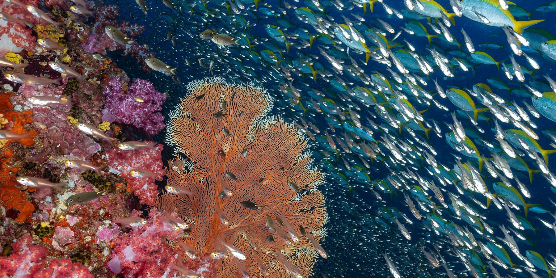 Eine Wand aus rosa Weichkorallen und eine orange Gorgonie am Richelieu Rock, vor einer Wolke aus Glasfischen und einem Schwarm Gelbschwanz-Füsiliere im Blau