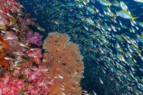 Eine Wand aus rosa Weichkorallen und eine orange Gorgonie am Richelieu Rock, vor einer Wolke aus Glasfischen und einem Schwarm Gelbschwanz-Füsiliere im Blau