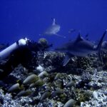 Ein Taucher dicht über einem Korallengrund sieht zwei Haie ganz nah an sich vorbeiziehen, über einem Schwarm grauer Fische mit gelbem Schwanz, in tiefblauem Wasser