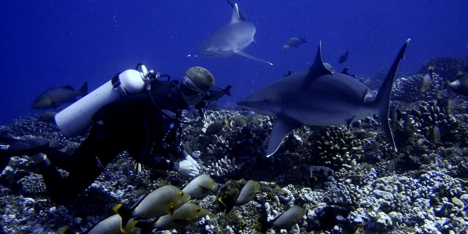 Ein Taucher dicht über einem Korallengrund sieht zwei Haie ganz nah an sich vorbeiziehen, über einem Schwarm grauer Fische mit gelbem Schwanz, in tiefblauem Wasser