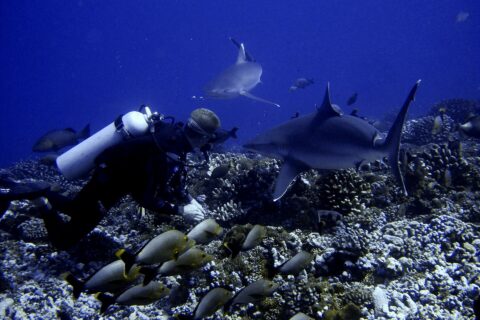 Ein Taucher dicht über einem Korallengrund sieht zwei Haie ganz nah an sich vorbeiziehen, über einem Schwarm grauer Fische mit gelbem Schwanz, in tiefblauem Wasser