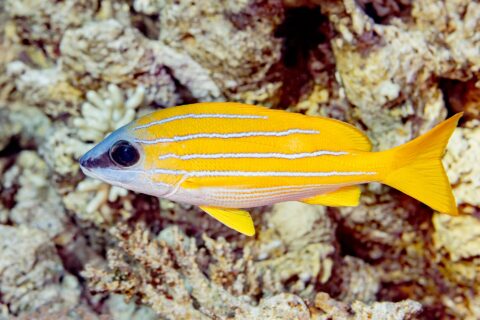 Ein Blaustreifen-Schnapper im Profil vor dem Riff, der Körper leuchtend gelb mit vier blassblauen Streifen über die ganze Länge, der Bauch weiß und die Flossen gelb