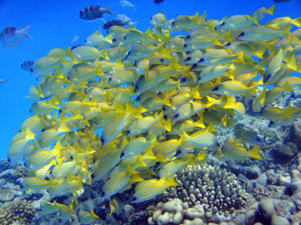 Ein dichter Schwarm Blaustreifen-Schnapper, gelb mit blauen Streifen, dicht gedrängt über den Korallen im blauen Wasser
