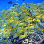 Ein dichter Schwarm Blaustreifen-Schnapper, gelb mit blauen Streifen, dicht gedrängt über den Korallen im blauen Wasser