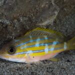 Ein einzelner Blaustreifen-Schnapper ruht auf dem Sand am Fuß eines Felsens, die blauen Streifen von hellen senkrechten Flecken unterbrochen, der Bauch rosa