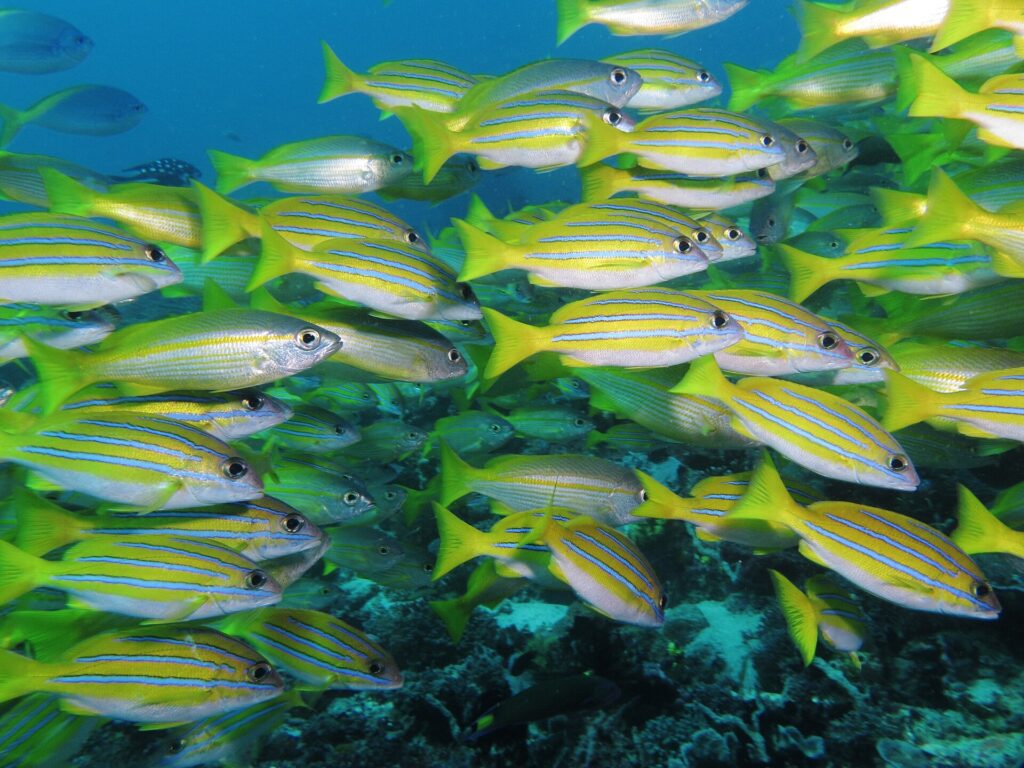 Ein dichter Schwarm leuchtend gelber, blau gestreifter Schnapper, gemischt mit einigen silbernen Schnappern, schwimmt nach rechts über ein dunkles Riff und füllt das ganze Bild.