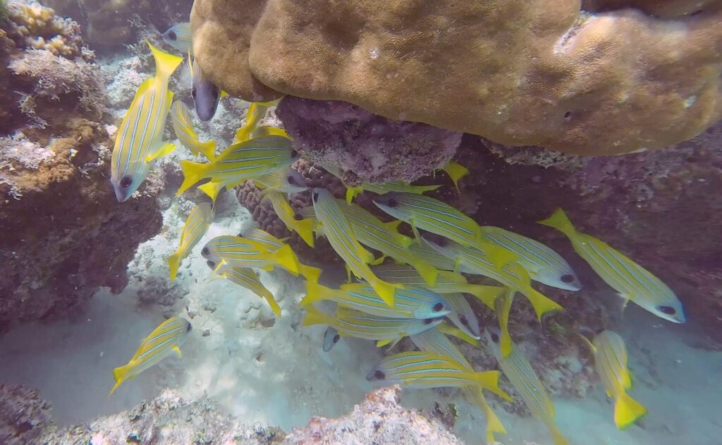 Ein Schwarm gelber Schnapper mit feinen blauen Streifen sucht Schutz unter einem großen braunen Korallenblock, über weißem Sandgrund.