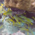 Ein Schwarm gelber Schnapper mit feinen blauen Streifen sucht Schutz unter einem großen braunen Korallenblock, über weißem Sandgrund.